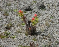 Imagen Laguna de Limpiopungo